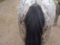 Koń, Appaloosa — zdjęcie 4