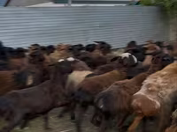 Sheep (batch, sex not specified), Sheep — photo 2