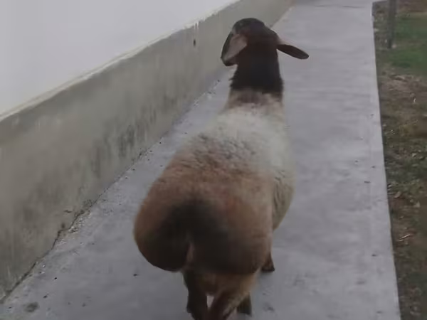 Кочкор, Койлор