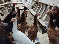 Chickens — photo 3