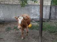 İnək, Vəhşi jak — foto 1
