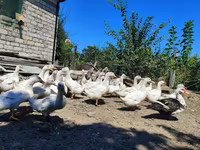 Ducks — foto 2