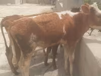 Buğa, Simmental cattle — foto 6