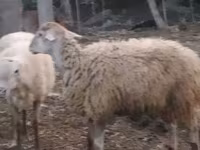 Oveja, Ovejas — foto 1