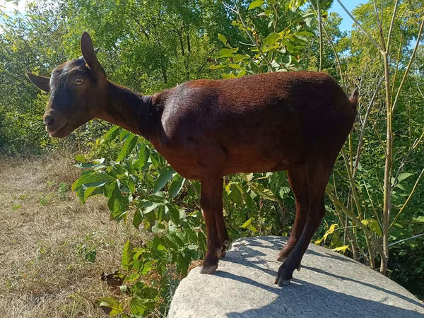 Goat, Murcia-Granada goats