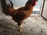 Chickens — Foto 1