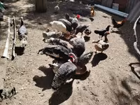 Chickens — 照片 2