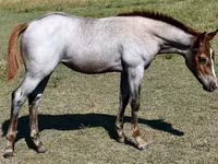 Madyan, Quarter Horse — foto 7