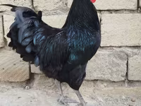 Chickens — photo 2