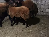 Qoç, Qoyunlar — foto 6