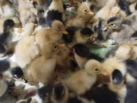 Ducks — photo 2