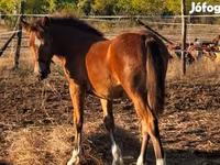 Kobyła, Haflinger — zdjęcie 2