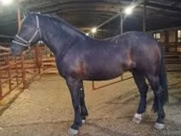 Cavalo, Nonius horse