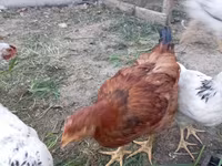 Chickens — Foto 1