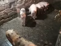 Säue, Schweine — Foto 2