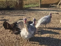 Turkeys — Foto 1