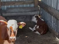 Cattle (batch, sex not specified), Swiss cattle — photo 5