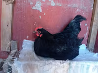 Australorp — photo 3