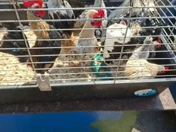 Holandský bantam