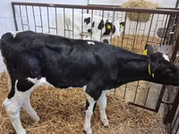 सांड, Simmental cattle — फ़ोटो 4