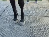 Бээ, Нониус — сүрөт 4