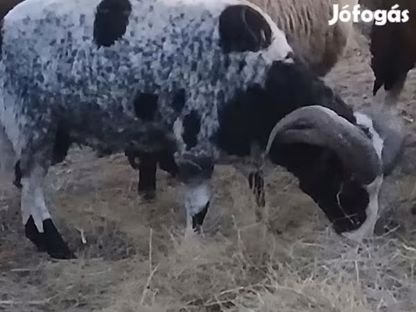 Beran, Jacob's sheep