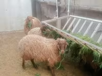 Qoç, Qoyunlar — foto 4