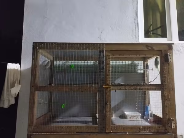 Açıq havaya uyğun, taxta karkaslı və metal torlu quş volyeri/sandığı