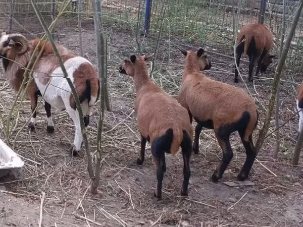 मेढ़ा, Cameroon sheep