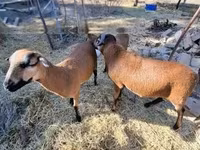 Ovce, Cameroon sheep — foto 5