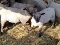 Ovelha, Shroshire sheep — foto 1