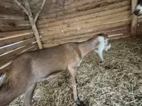 Ziege, Nubian Goat — Foto 1