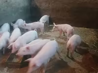 Eber, Schweine — Foto 4