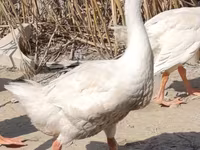 Geese — الصورة 2