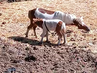 Yegua, Australian Pony — foto 1