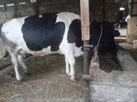 İnək, Russian Black pied cattle — foto 5