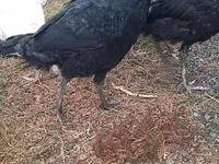 Turkeys — الصورة 2
