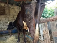 İnək, Qırmızı-ləkəli cins — foto 3