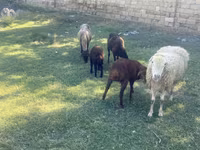 Sheep, Sheep — photo 3