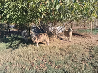Qoç, Qoyunlar — foto 1