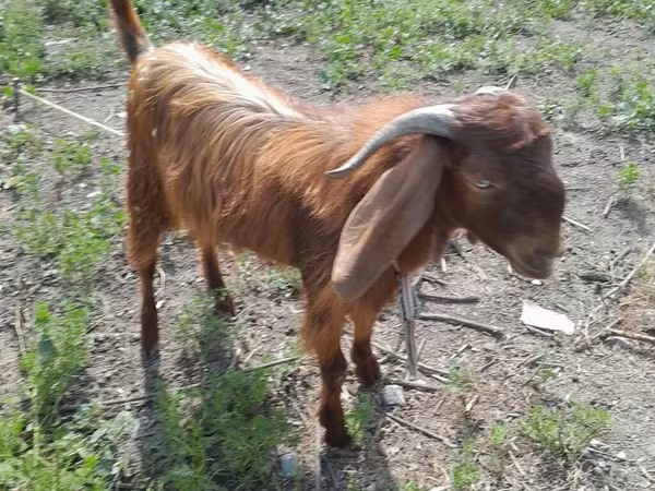 公山羊, Goats