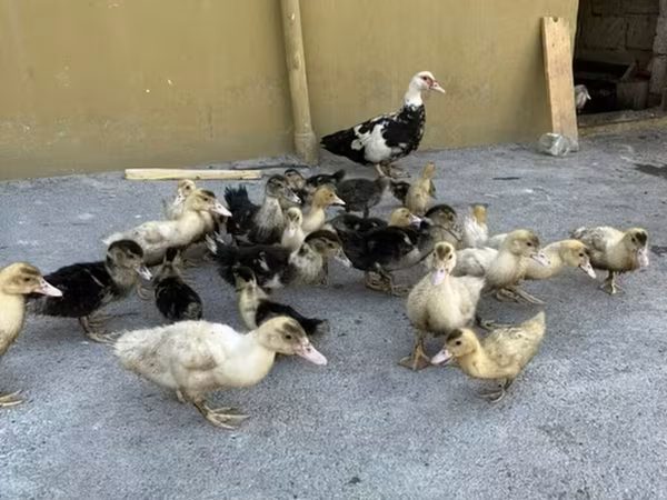 Ducks — Azərbaycan
