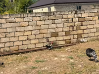 Chickens — photo 8