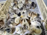 Chickens — फ़ोटो 8