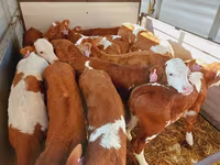 Buğa, Simmental cattle — foto 1