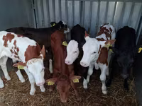 Touro, Simmental cattle — foto 8
