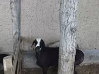 Cabras (lote, sexo no especificado), Cabras — foto 1
