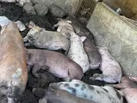 Säue, Schweine — Foto 4