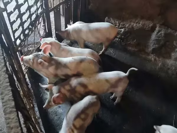 Säue, Ландрас