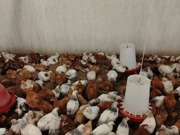 Chickens — Azərbaycan